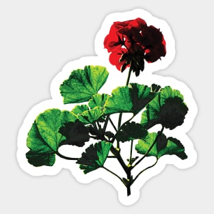 Backlit Red Geranium Sticker